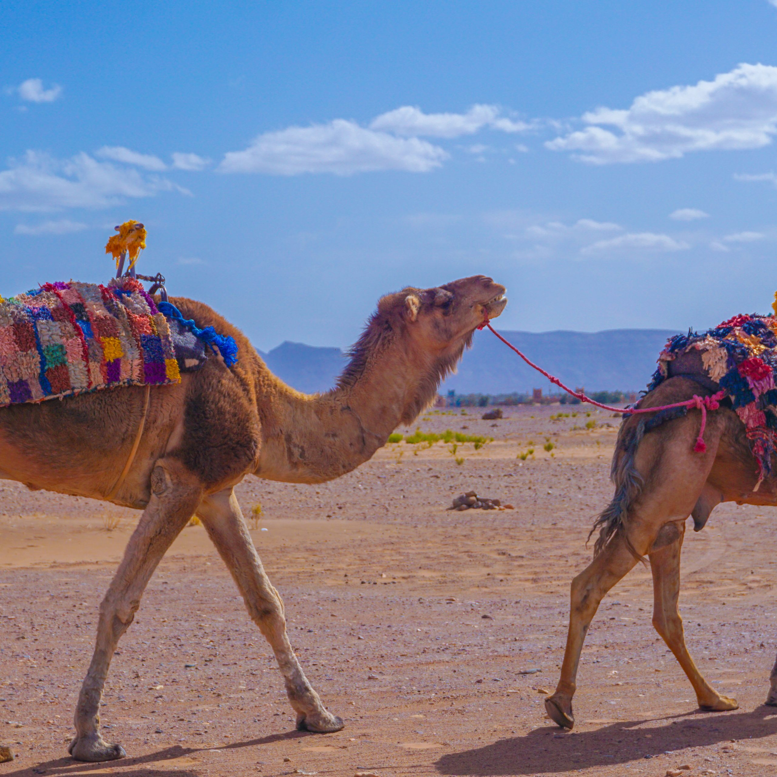 5 Must-Know Tips for Camel Riding: Beginner's Guide