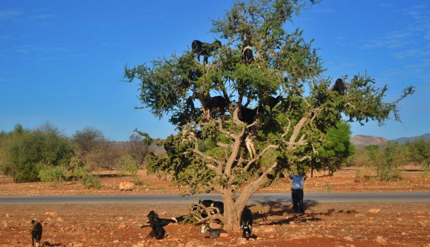 safari experiences from agadir