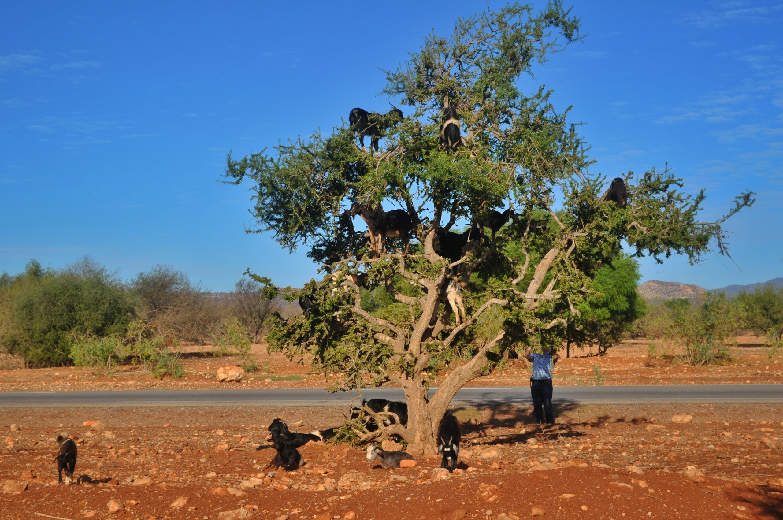 safari experiences from agadir