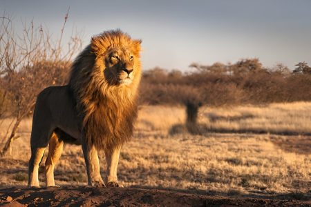 Agadir Lion Park